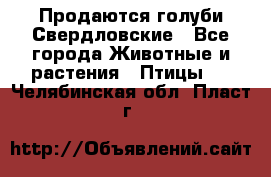 Продаются голуби Свердловские - Все города Животные и растения » Птицы   . Челябинская обл.,Пласт г.